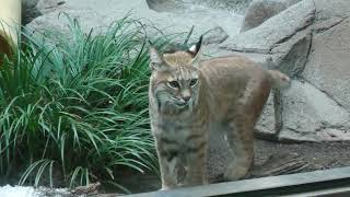 Bobcat (Oji Zoo, Hyogo, Japan) August 11, 2023
