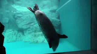 Spotted Seal (Oita Marine Palace Aquarium Umitamago, Oita, Japan) December 5, 2019