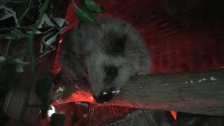 ウスイロホソオクモネズミ (神戸どうぶつ王国・熱帯の森) 2020年6月24日