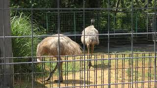 Emu (Okinawa Zoo & Museum, Okinawa, Japan) May 13, 2019