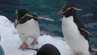 雪あかりの動物園・ペンギン動物ガイド (旭山動物園) 2018年2月11日