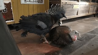 オウギバト と シチメンチョウ (めっちゃおもろい動物園) 2021年10月7日
