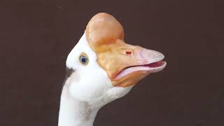 Domestic goose (Oji Zoo, Hyogo, Japan) August 11, 2023