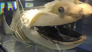 メガマウスザメの標本 (海遊館) 2017年11月4日