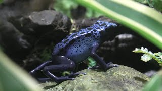 Blue Poison Dart Frog (KAWA-SUI Kawasaki Aquarium, Kanagawa, Japan) September 16, 2020