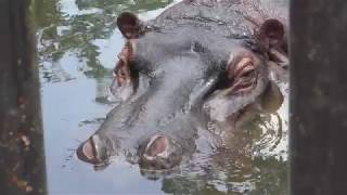 Hippopotamus (Ichihara Elephant Kingdom, Chiba, Japan) August 4, 2018