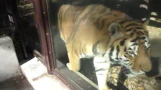 Siberian tiger (Tama Zoological Park, Tokyo, Japan) November 12, 2017