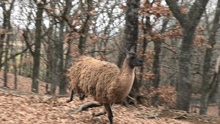 Llama running (KUJU NATURAL ZOO, Oita, Japan) December 6, 2019