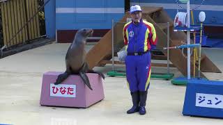 Sea lion show (Dolphin Island, Mie, Japan) January 1, 2018
