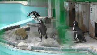 Magellanic penguin (Himeji city zoo, Hyogo, Japan) June 6, 2019