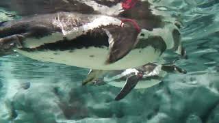 フンボルトペンギン (DMMかりゆし水族館) 2023年7月29日
