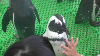 African penguin (Port of Nagoya Public Aquarium, Aichi, Japan) November 18, 2017