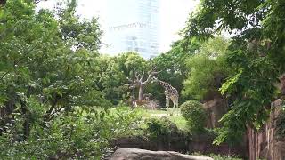 アフリカサバンナエリア と あべのハルカス (天王寺動物園) 2023年6月3日