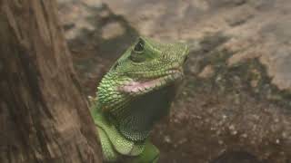 Chinese water dragons (Higashiyama Zoo and Botanical Gardens, Aichi, Japan) July 22, 2021