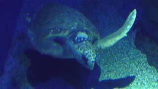 Sea turtle (Osaka Aquarium KAIYUKAN, Osaka, Japan) November 4, 2017