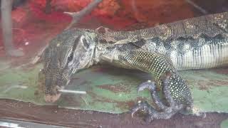 MonkeyMonitor lizard (Urayasu Traffic Park, Chiba, Japan) August 4, 2023