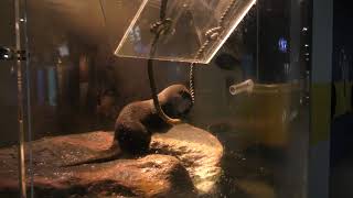 Asian short-clawed otter (Otaru Aquarium, Hokkaido, Japan) June 14, 2019