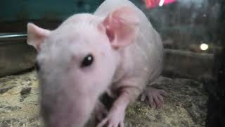 スキニーラット (めっちゃおもろい動物園) 2021年10月7日