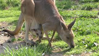 Baby Eastern grey kangaroo (Nasu Animal Kingdom, Tochigi, Japan) April 29, 2018