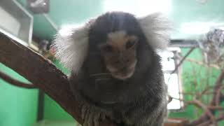 Common marmoset | Monkey (Urayasu Traffic Park, Chiba, Japan) August 4, 2023