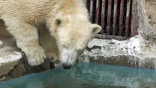 ホッキョクグマ 親子 (天王寺動物園) 2021年10月19日
