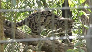 Clouded leopard (Yokohama Zoological Gardens 