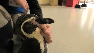 Penguin touch experience (Shimanto-gawa Gakushu Centre Osakana-kan, Ehime, Japan) December 24, 2019