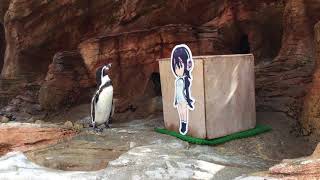 グレープ君のようにフルルのそばに居るフンボルトペンギン (みさき公園) 2017年8月26日