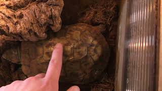 African pancake tortoise (IZoo, Shizuoka, Japan) March 17, 2018