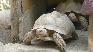 African spurred tortoise (Okinawa Zoo & Museum, Okinawa, Japan) May 13, 2019