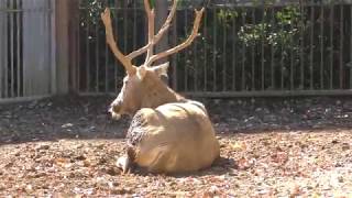 Pere David's deer (Tama Zoological Park, Tokyo, Japan) November 12, 2017