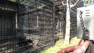 Black leopard (Hamamatsu Zoological Gardens, Shizuoka, Japan) July 25, 2021