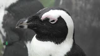 African penguin (Port of Nagoya Public Aquarium, Aichi, Japan) July 23, 2021