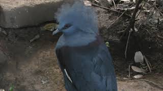 カンムリバト　Blue crowned pigeon