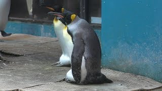 卵を温めるキングペンギン (長崎ペンギン水族館) 2017年12月24日