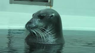 Bearded Seal (Oita Marine Palace Aquarium Umitamago, Oita, Japan) December 5, 2019