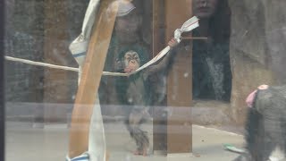 チンパンジーの子供「コウタロウ」 (野毛山動物園) 2017年12月16日