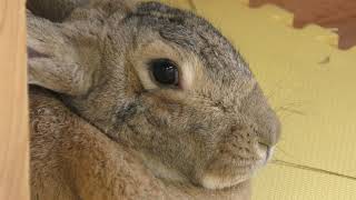 Rabbit (Uda Animal Park, Nara, Japan) March 20, 2019