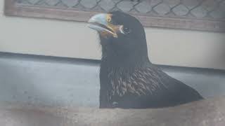 フォークランドカラカラ (掛川花鳥園) 2022年7月30日