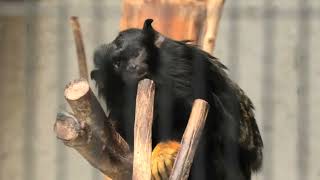 Golden-handed tamarin (Hamamatsu Zoological Gardens, Shizuoka, Japan) July 25, 2021