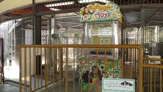 チンパンジー なかよしTOYッチャー (池田動物園) 2019年2月26日