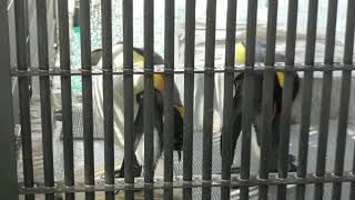 King penguin (Higashiyama Zoo and Botanical Gardens, Aichi, Japan) July 22, 2021