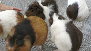 Guinea pig (Urayasu Traffic Park, Chiba, Japan) August 4, 2023