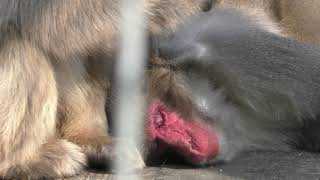 Japanese macaque (Shirotori ZOO, Kagawa, Japan) March 1, 2019