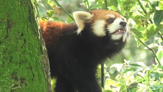 レッサーパンダ の『リュウ』と『セイ』 (埼玉県こども動物自然公園) 2020年9月15日