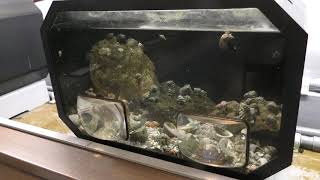 第2水槽室「海の小さな動物たち」 (京都大学 白浜水族館) 2018年12月24日