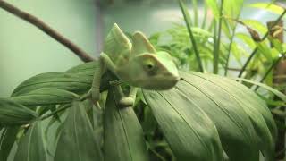 Veiled chameleon (Higashiyama Zoo and Botanical Gardens, Aichi, Japan) July 22, 2021