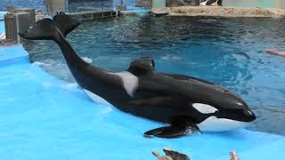 Killer Whale (Port of Nagoya Public Aquarium, Aichi, Japan) July 23, 2021