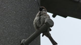 Tree Sparrow (Kunigami, Okinawa, Japan) May 11, 2019