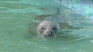 Spotted Seal (Obihiro Zoo, Hokkaido, Japan) July 6, 2019
